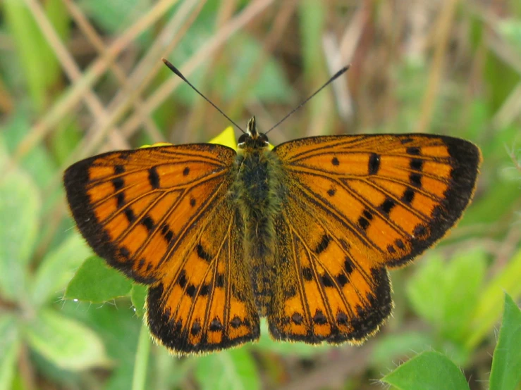 an orange erfly with black dots on wings on a flower