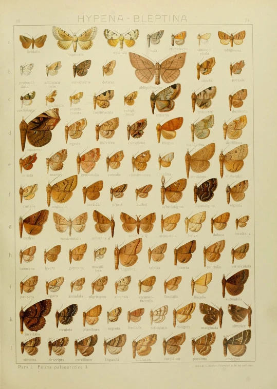 an antique moths print showing various types of erflies