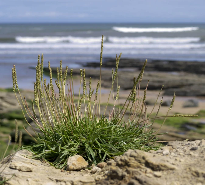 there is a very tall green plant growing out of the dirt