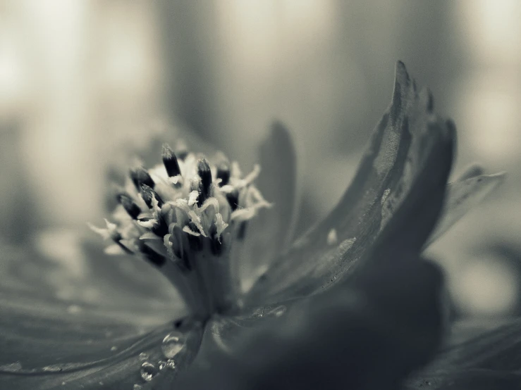 a black and white po of a flower with water drops on it