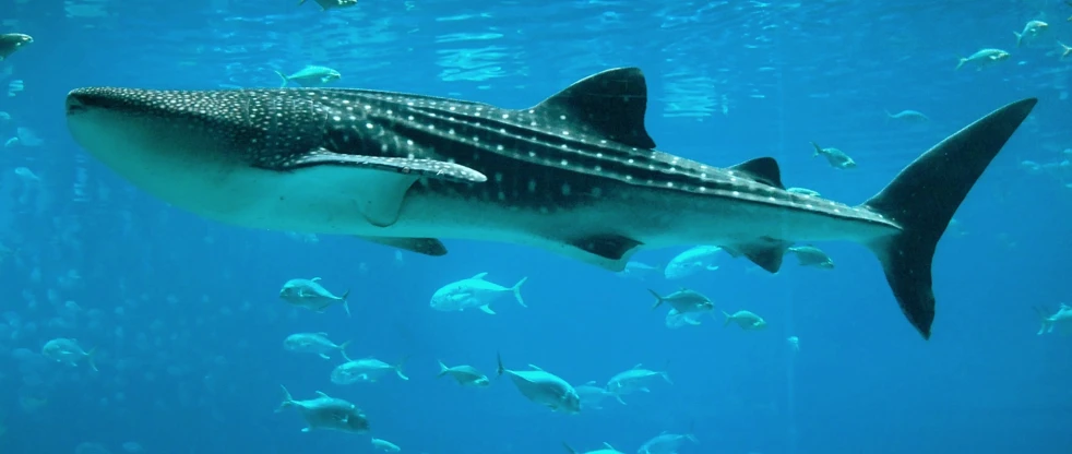 a whale shark swimming on top of a blue ocean
