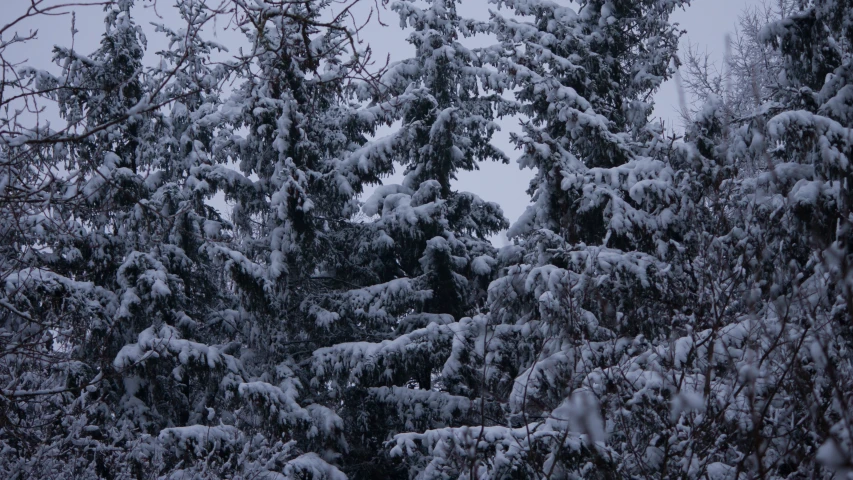 some trees covered with snow and cloudy skies