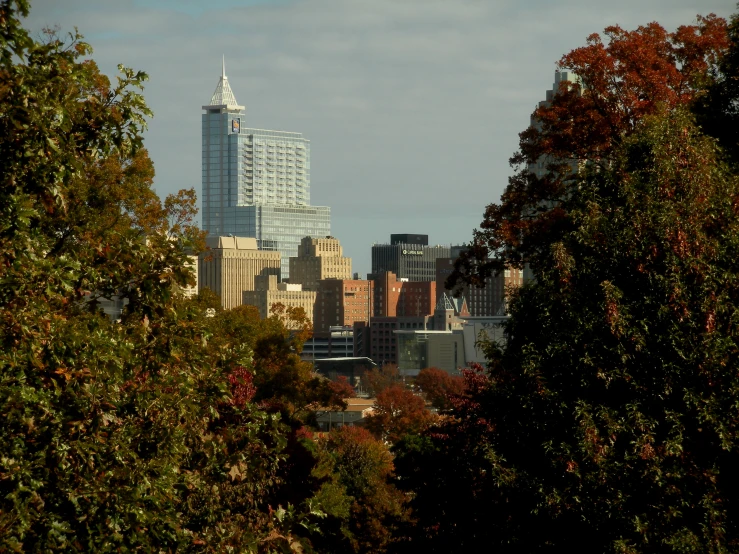 a picture taken from some trees in the park