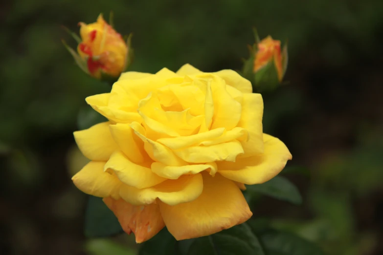 yellow rose growing in a plant with green leaves