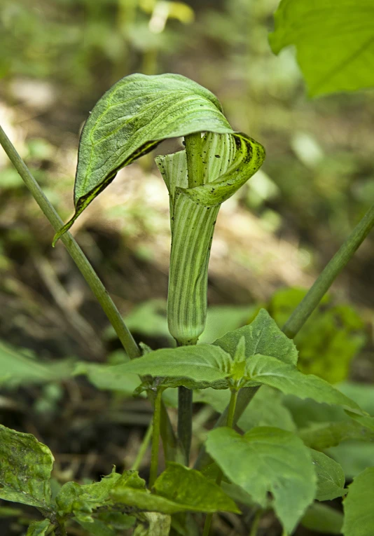 a very old green plant with leaves in a forest