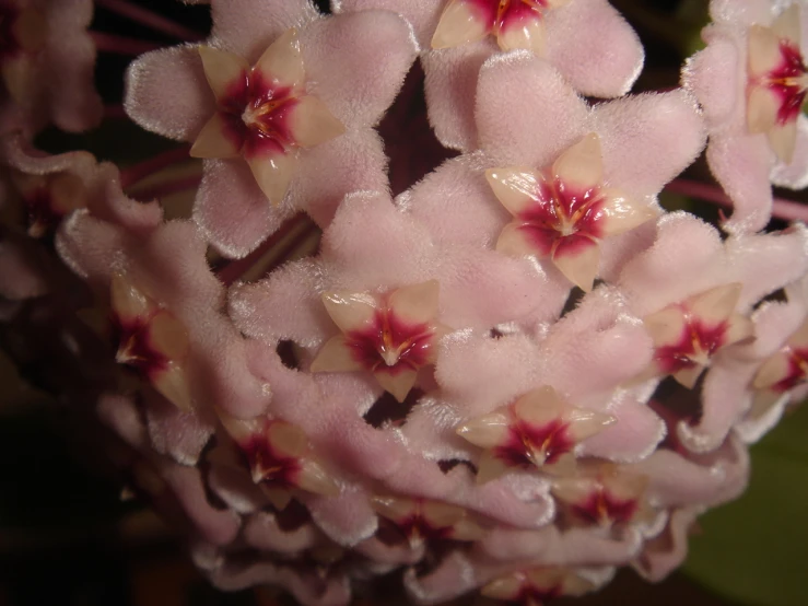 pink flowers are blooming near a green leafy bush