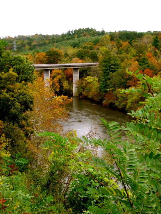 a bridge on the side of a river in front of lots of trees