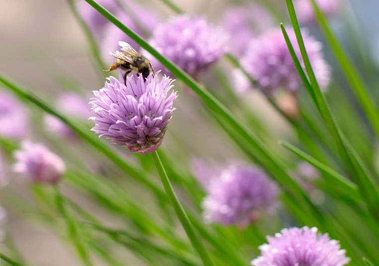 small pink flowers grow in front of green stems