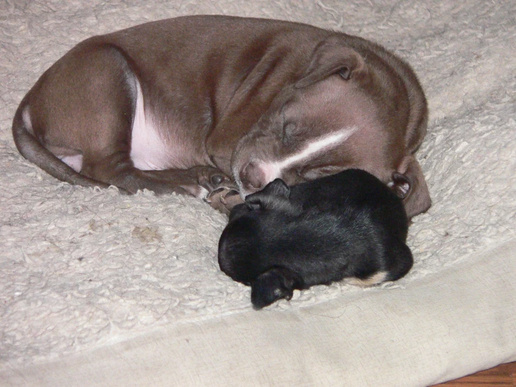 an adult dog is laying down and cuddling a sleeping kitten
