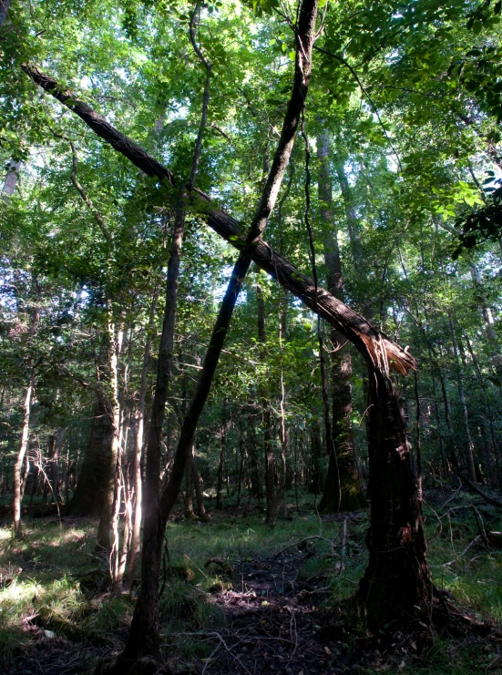 some very tall trees in the middle of the forest