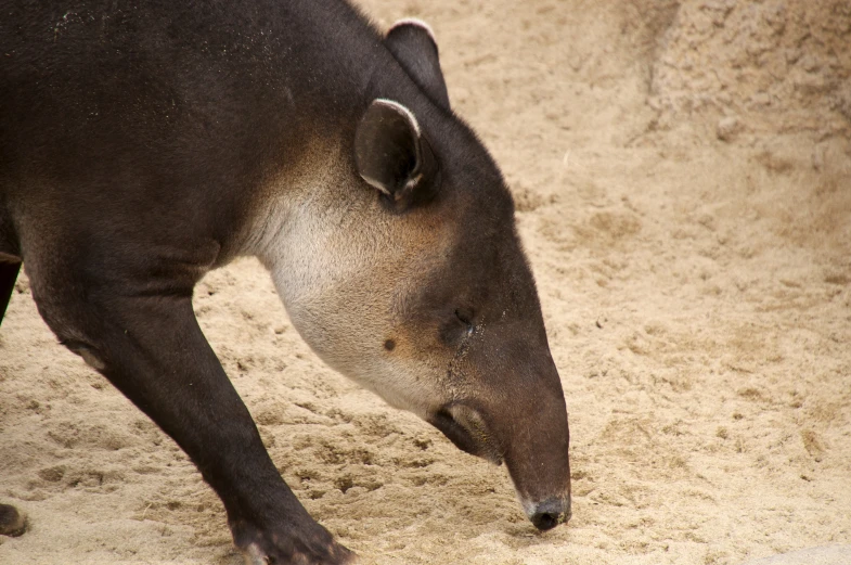 a close up of a small animal with a dirt ground