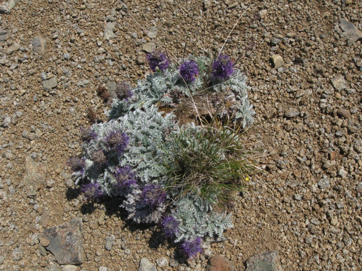 a plant sits in the dirt by some rocks