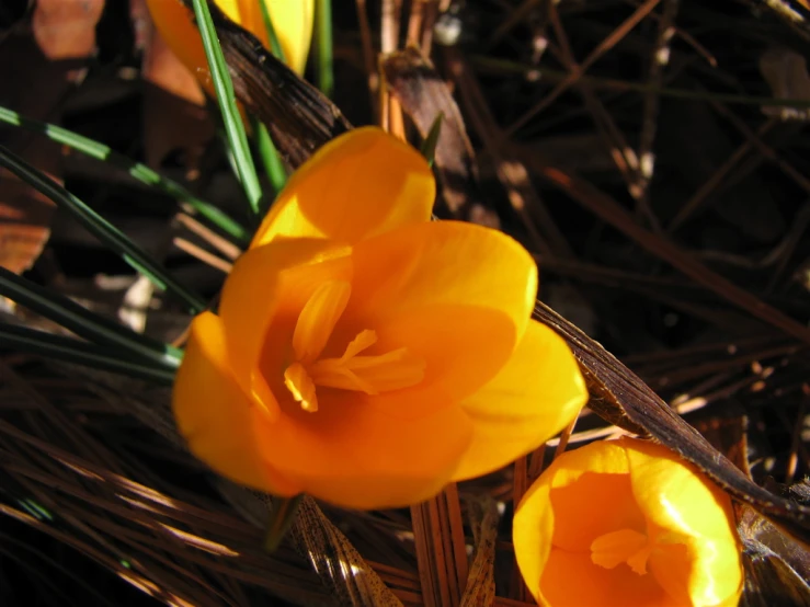 two bright yellow flowers sitting in the shade