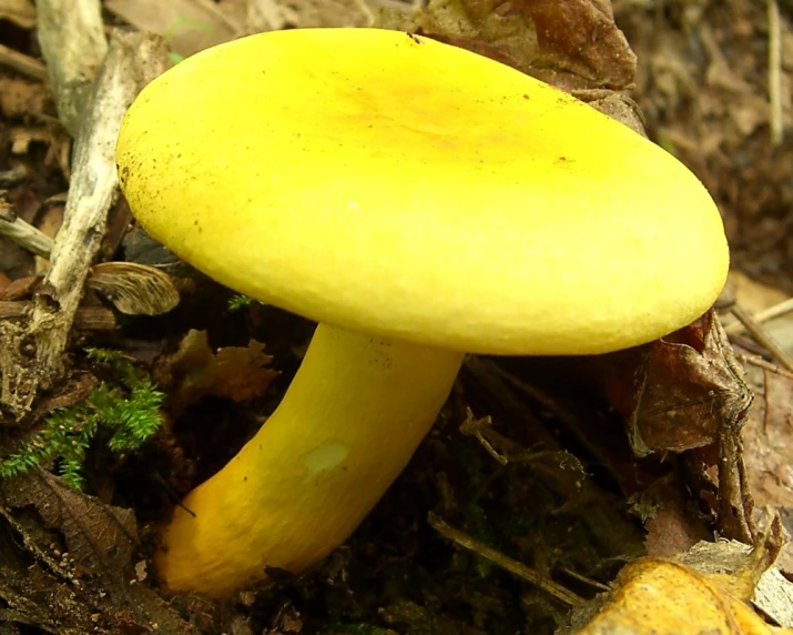 yellow mushrooms on the ground in the woods