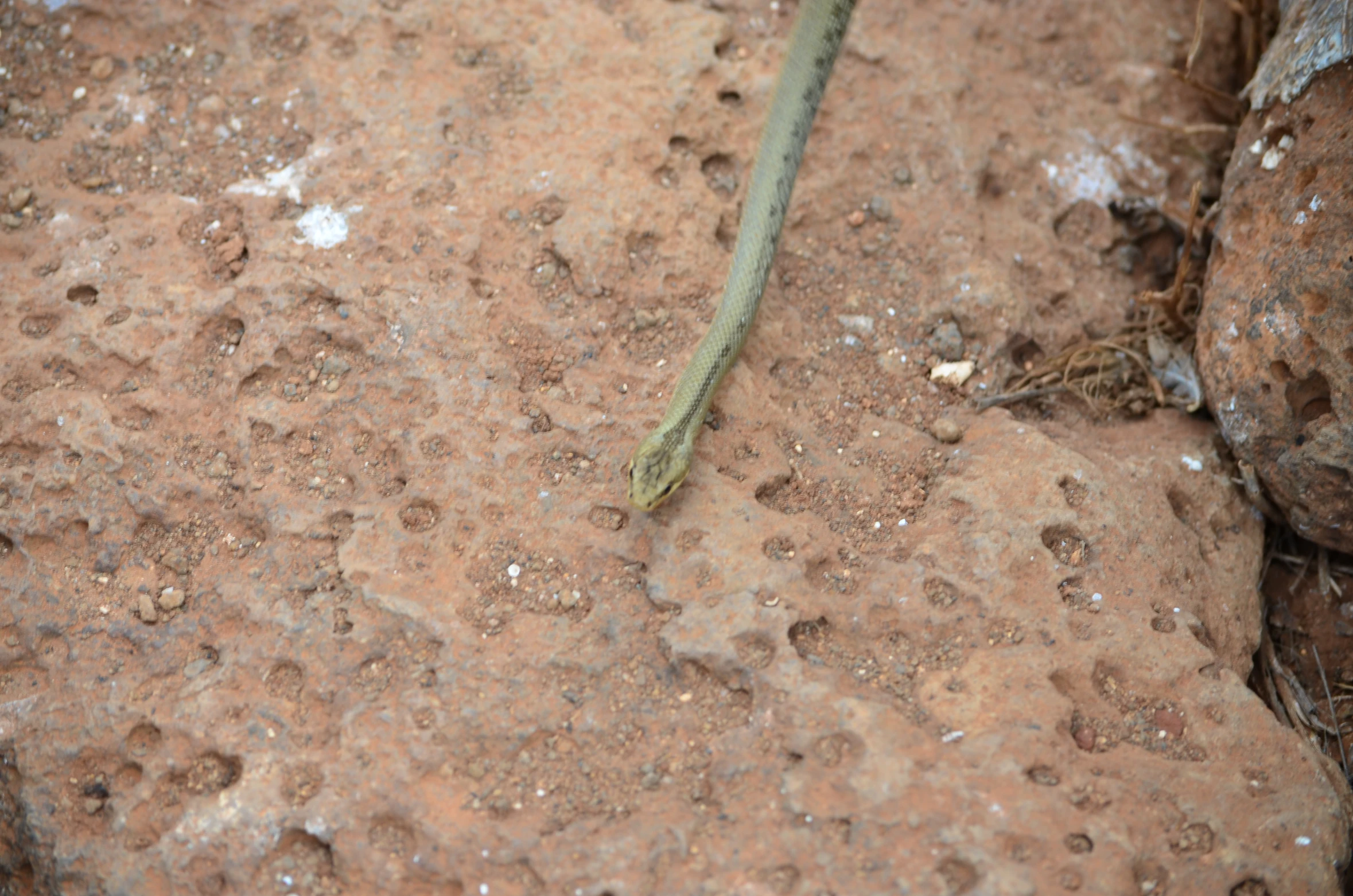 a long green and brown lizard crawling across a rock