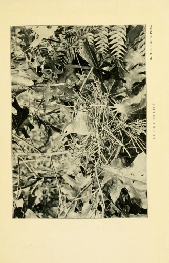 an antique po of leaves and ferns