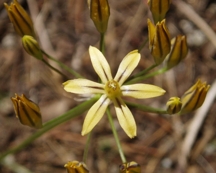 a close up of a yellow flower on the ground