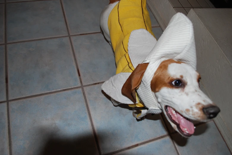 a dog wearing a white sweater and a banana jacket