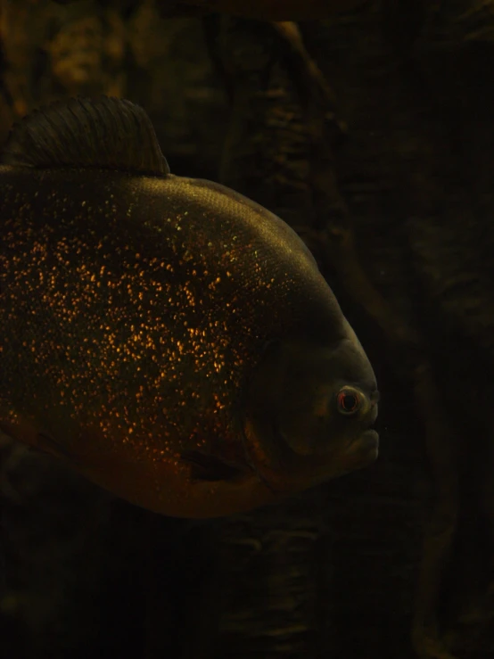 a close up of the head and front end of a large black fish