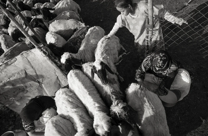 black and white image of stuffed animals in a fence