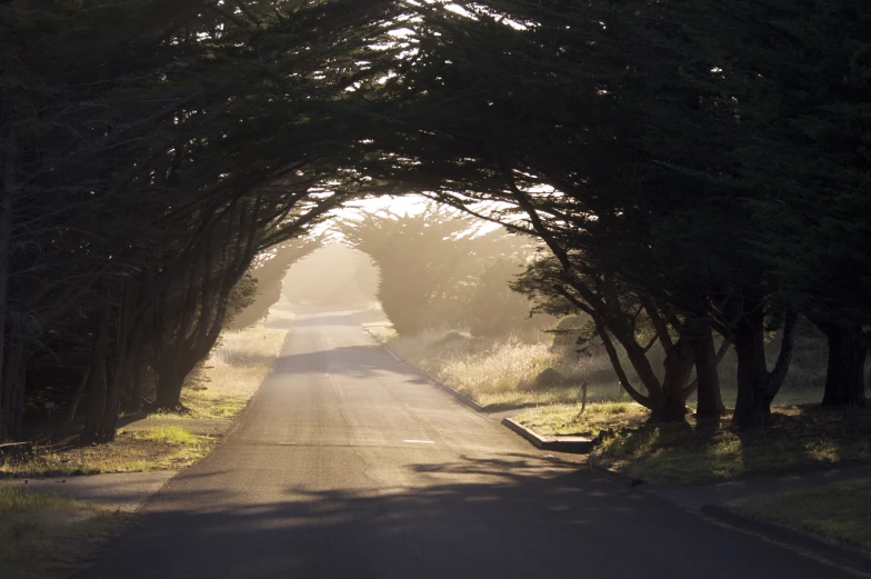 a long road with a street lined by trees