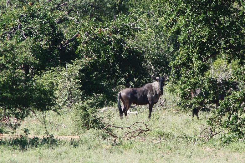 an animal standing in the grass behind some trees