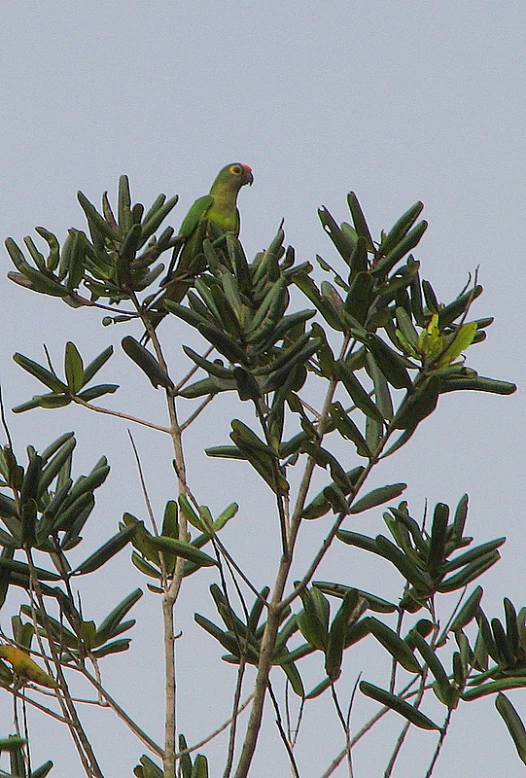 a bird sitting on top of a tree with leaves