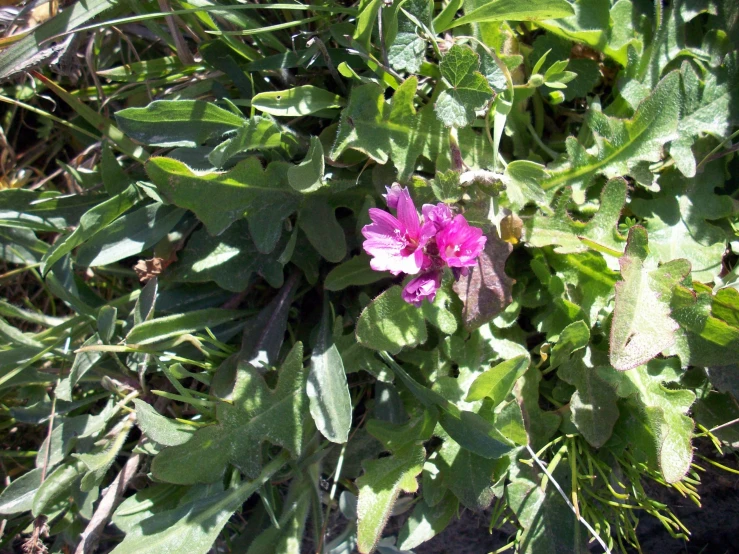 an image of a flower growing in the grass