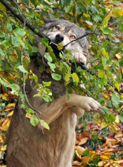 a wolf cub climbs up onto a nch while playing with leaves