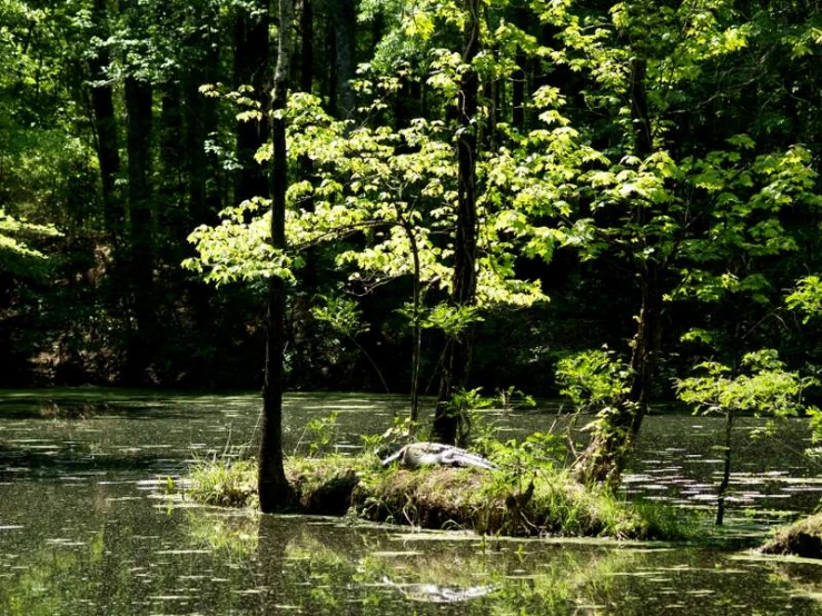 there is a small lake surrounded by a large tree