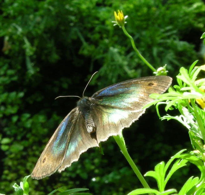 the colorful erfly is standing on the yellow flower