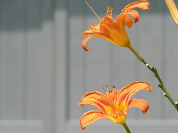 two bright orange flowers in a pot near some wall