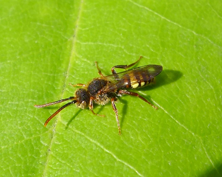 a bug on the leaf of some plant