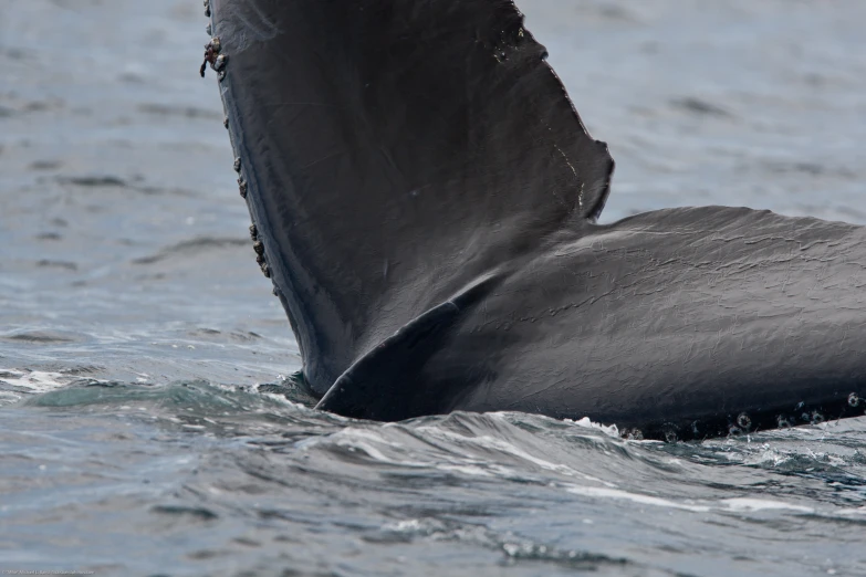 a gray whale with its tail out in the water