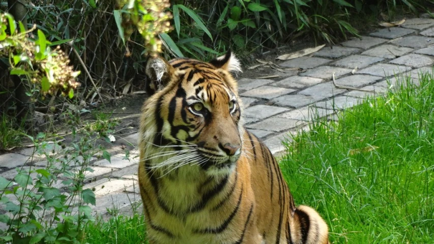 a tiger sitting in the grass near a brick walk way