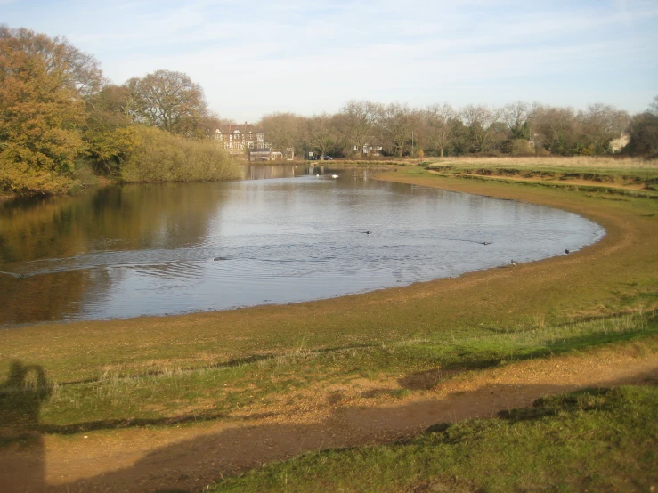 a pond is surrounded by trees with ducks swimming in it