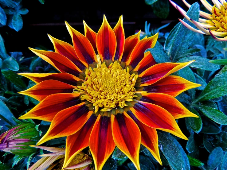 colorful flower with leaves surrounding it in the sun