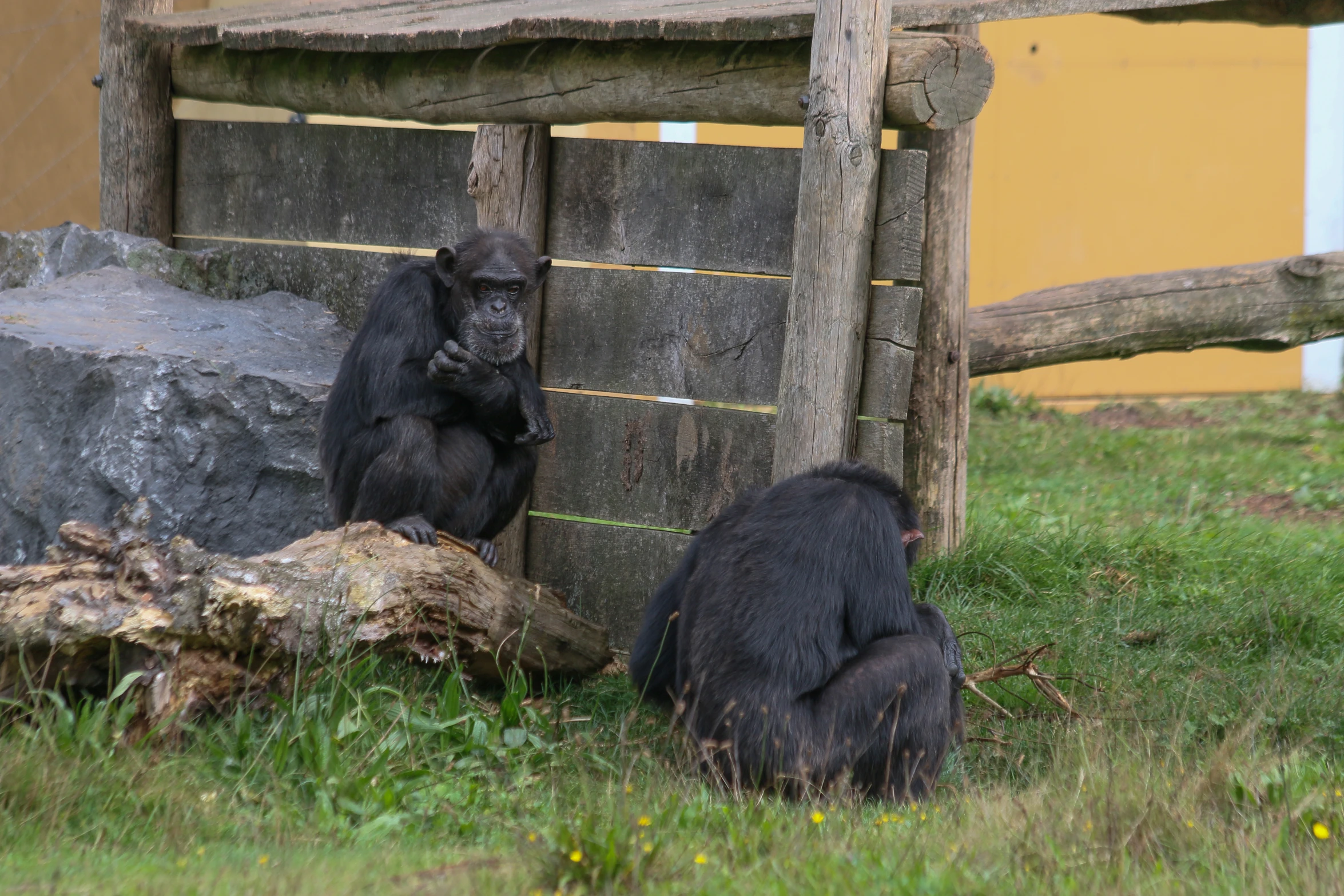 two small black animals in a fenced area