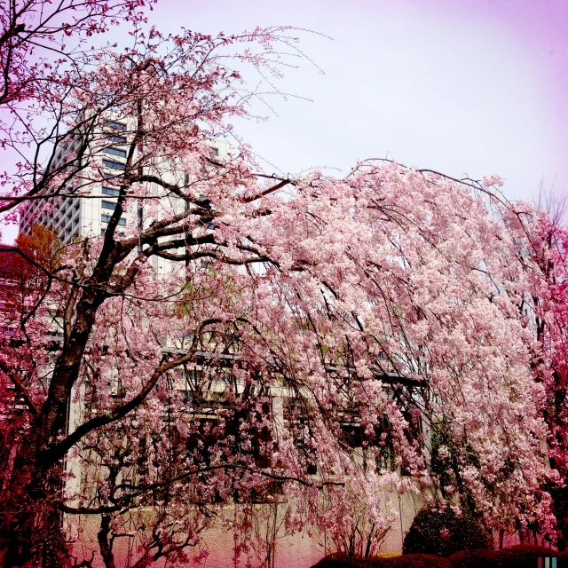 tall buildings stand in the background with cherry blossoms on them