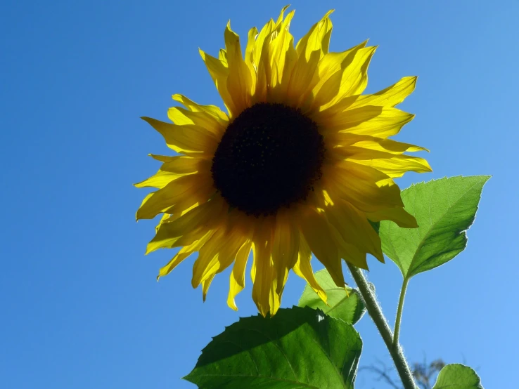 a large yellow sunflower on the top of a stem