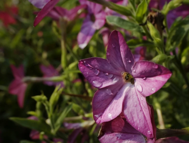 a large pink flower with water drops on it