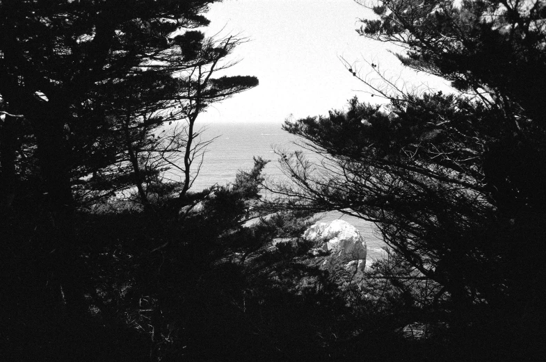 some trees and fog on a gray day