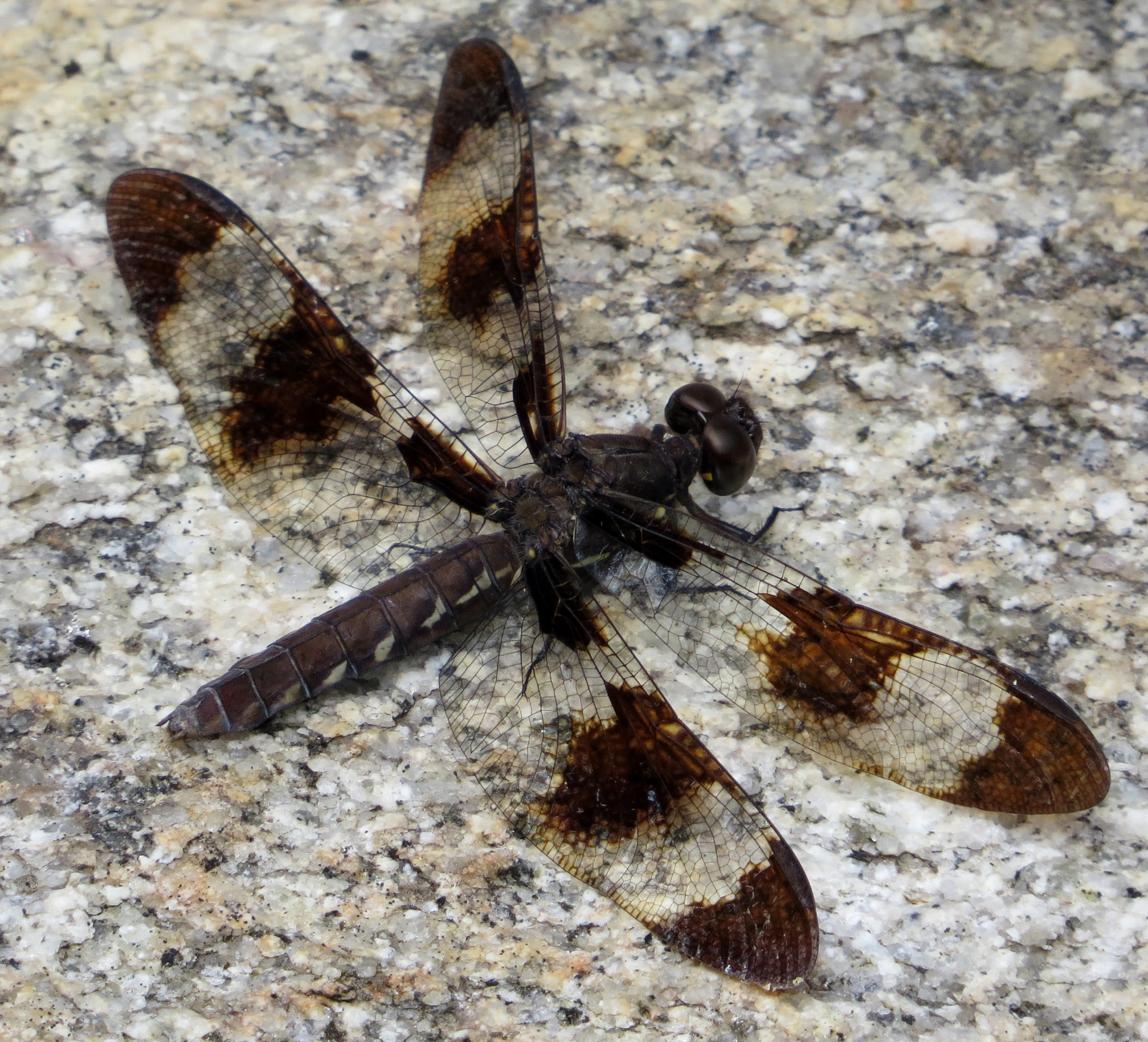 a brown dragon fly on top of a white counter