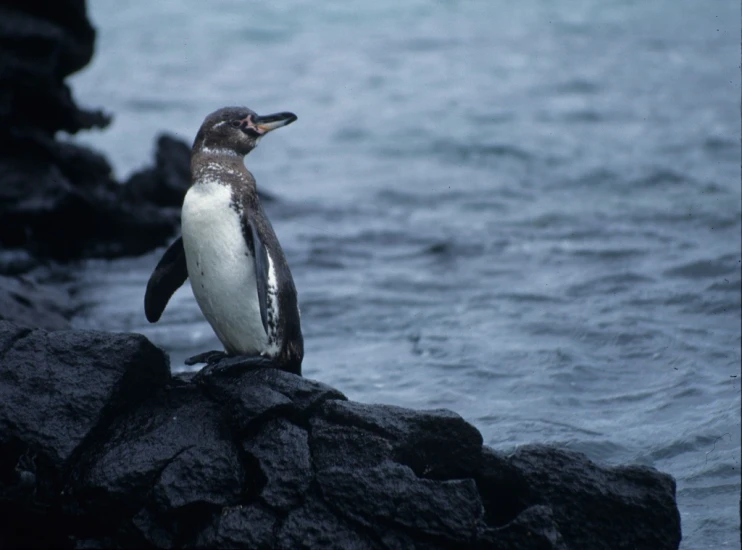 a penguin stands on rocks next to the ocean