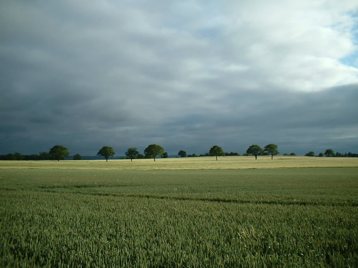 several trees on a large open field under stormy skies