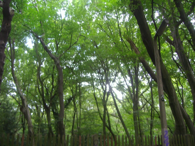 a forest filled with lots of trees on a sunny day