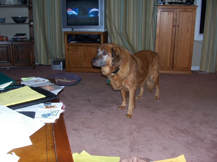 a brown dog is standing on carpet next to a tv