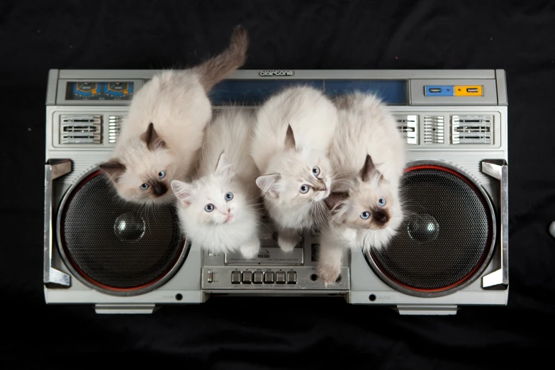 a group of little kittens sitting on a radio