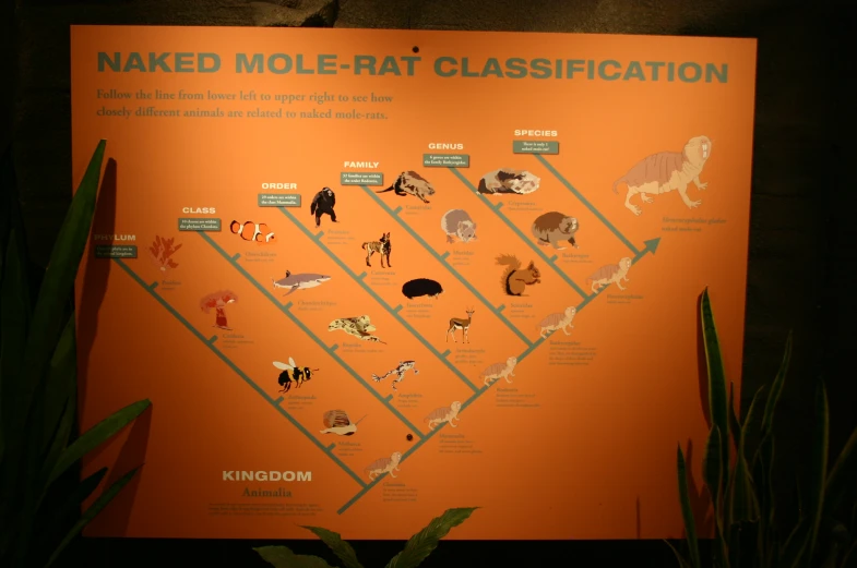 this is a display board showing animals in different areas