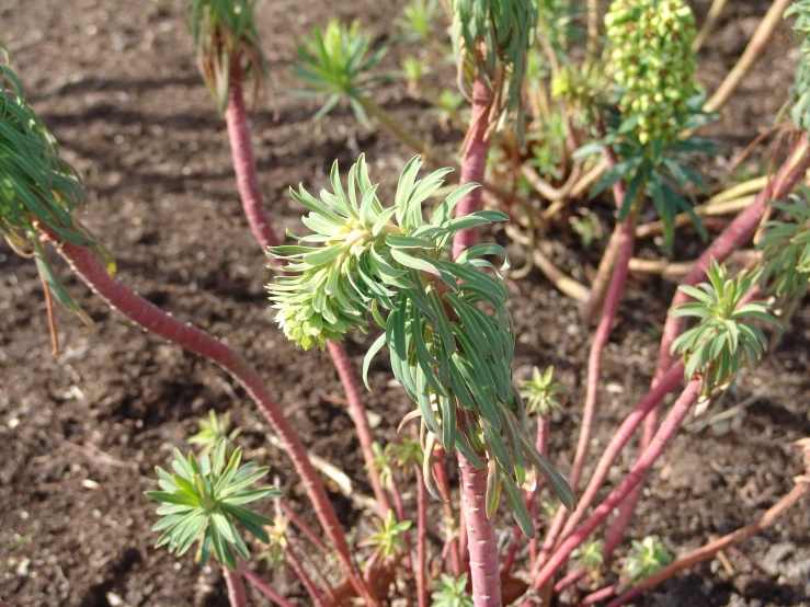 a plant with green flowers on the top of it